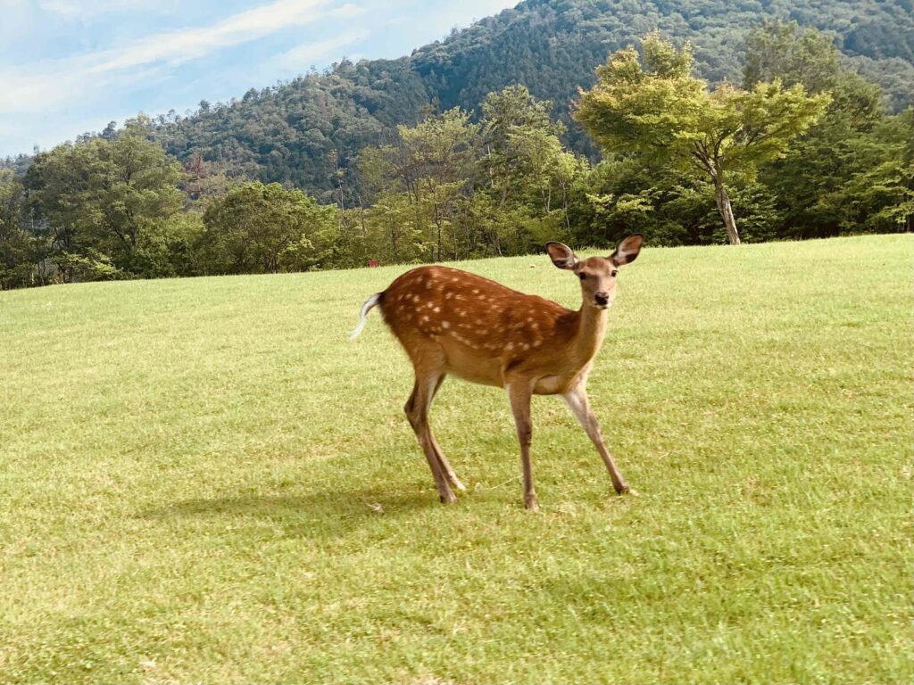 コースに現れた鹿